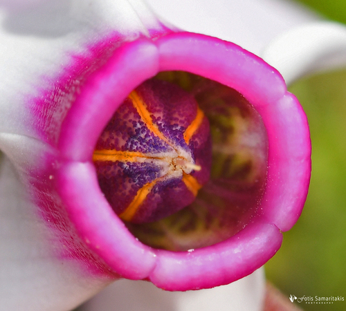 Cyclamen persicum (Persian violet) — photo