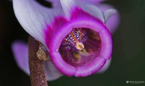 Cyclamen persicum (Persian violet) — photo