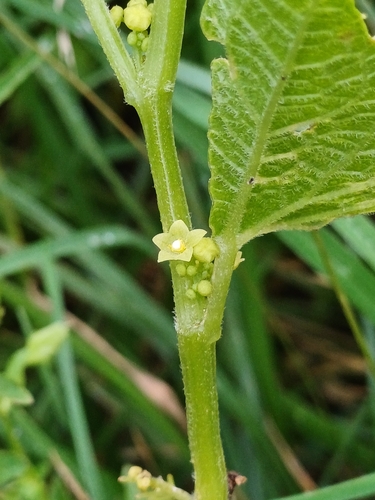 Cyclanthera brachystachya (Cuchinito) — photo