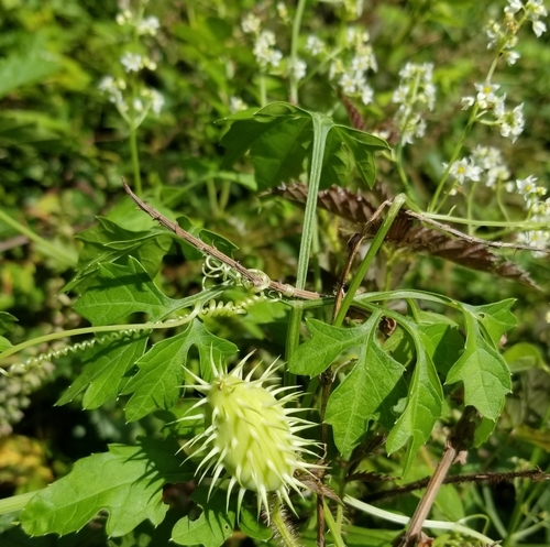 Cyclanthera dissecta (Cutleaf cyclanthera) — photo