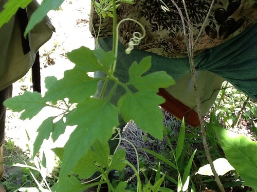 Cyclanthera dissecta (Cutleaf cyclanthera) — photo
