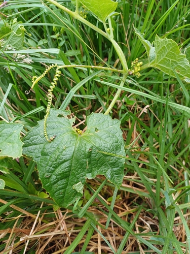 Cyclanthera explodens (Artillery cyclanthera) — photo