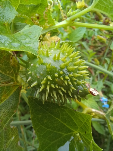 Cyclanthera explodens