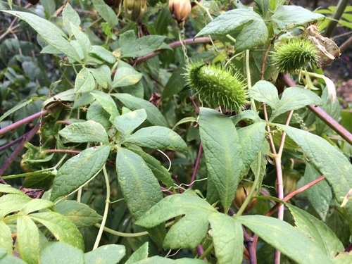 Cyclanthera integrifoliola — photo