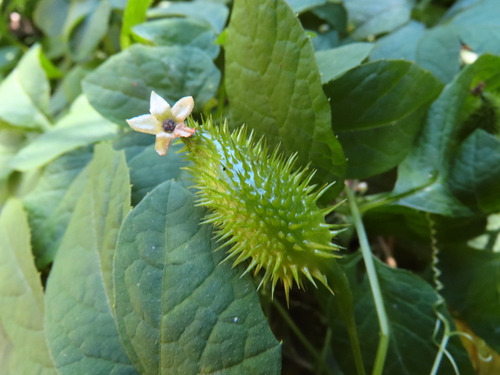 Cyclanthera integrifoliola