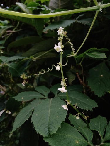 Cyclanthera langaei