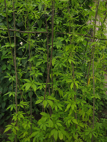 Cyclanthera pedata (Calabash gourd) — photo
