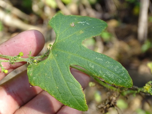 Cyclanthera ribiflora — photo