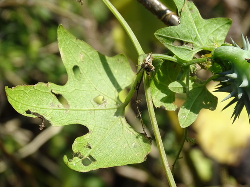 Cyclanthera ribiflora — photo