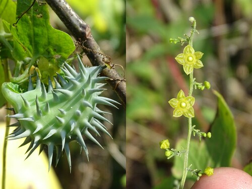 Cyclanthera ribiflora