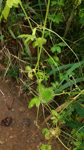 Cyclanthera tenuisepala — photo