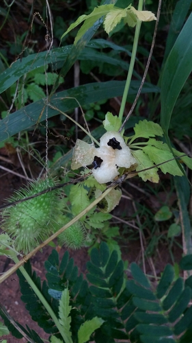 Cyclanthera tenuisepala