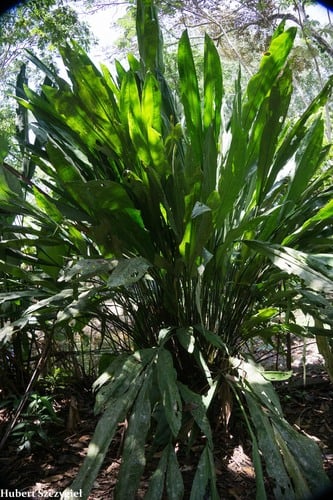 Cyclanthus bipartitus (Split-leaf cyclanthus) — photo