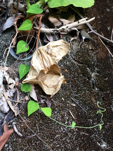 Cyclea barbata (Cincau leaves) — photo
