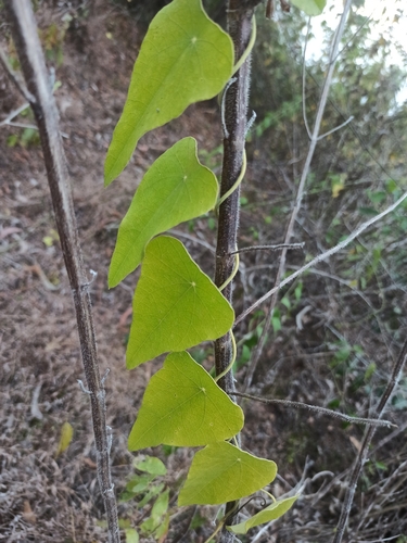 Cyclea peltata (Pata root) — photo