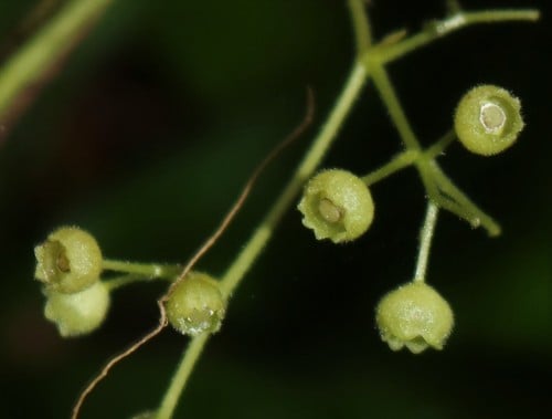 Cyclea peltata