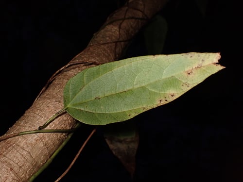 Cyclea sutchuenensis (Xigia) — photo
