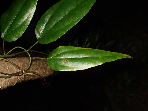 Cyclea sutchuenensis