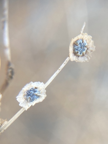 Cycloloma atriplicifolium (Winged pigweed) — photo