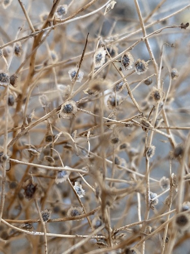 Cycloloma atriplicifolium (Winged pigweed) — photo