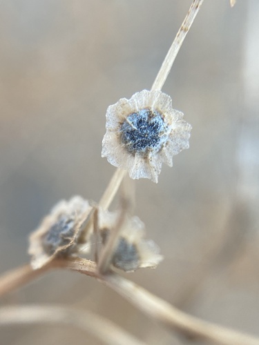 Cycloloma atriplicifolium
