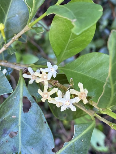 Cyclophyllum coprosmoides (Large-leaf canthium) — photo