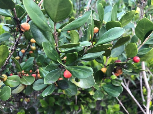 Cyclophyllum coprosmoides (Large-leaf canthium) — photo