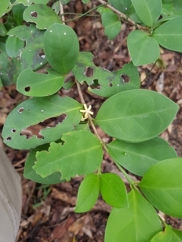 Cyclophyllum coprosmoides