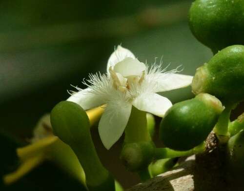 Cyclophyllum schultzii — photo