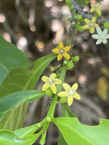 Cyclophyllum schultzii — photo