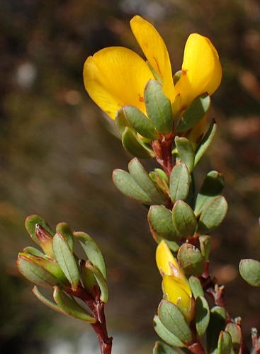 Cyclopia burtonii