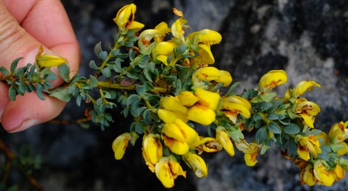 Cyclopia buxifolia (Bush tea) — photo
