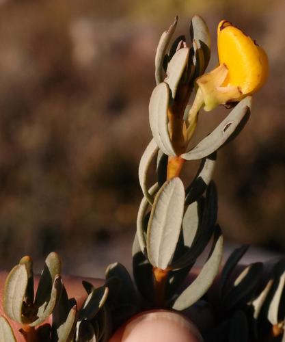 Cyclopia buxifolia
