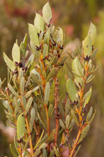Cyclopia falcata