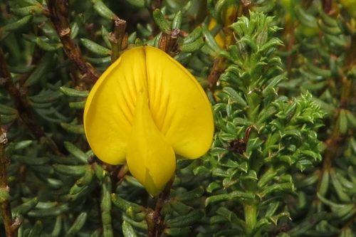 Cyclopia genistoides (Bush tea) — photo