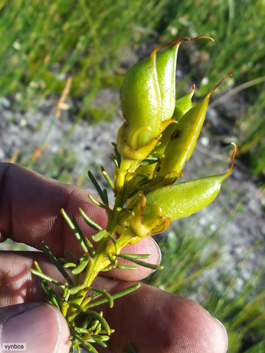 Cyclopia genistoides (Bush tea) — photo