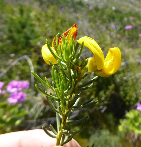Cyclopia genistoides