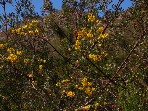Cyclopia intermedia (Mountain tea) — photo