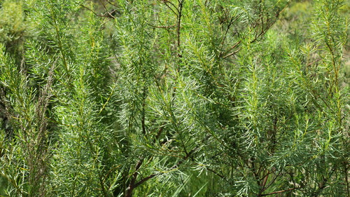 Cyclopia longifolia — photo