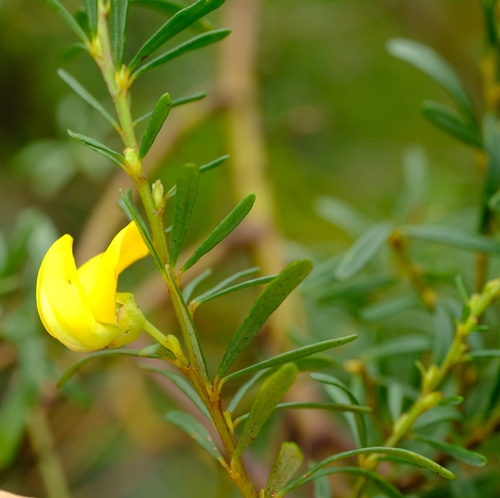 Cyclopia longifolia