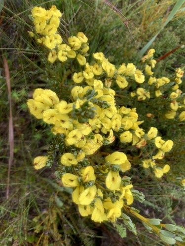 Cyclopia sessiliflora (Bush tea) — photo