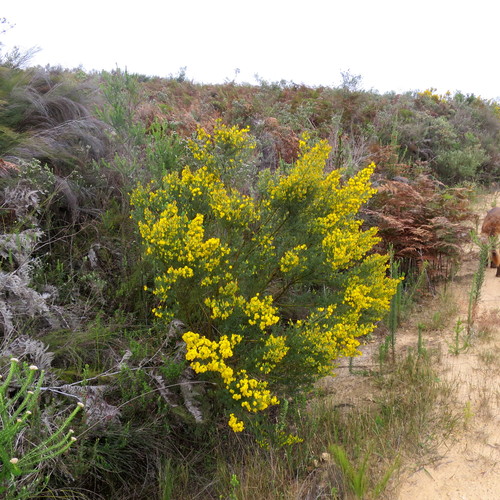 Cyclopia subternata (Vlei tea) — photo