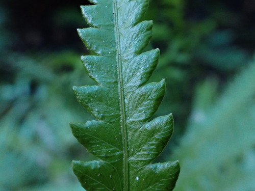 Cyclosorus gongylodes