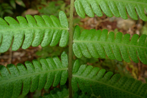 Cyclosorus heterocarpus — photo