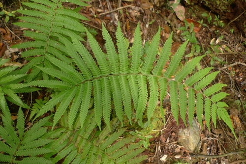 Cyclosorus heterocarpus