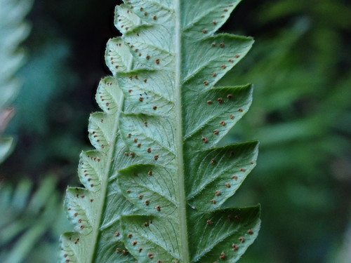 Cyclosorus interruptus (Hottentot fern) — photo