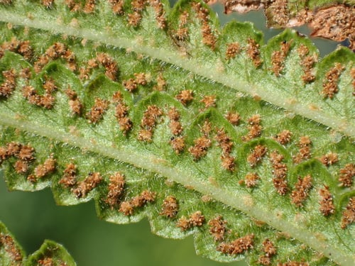 Thelypteridaceae