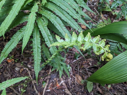 Cyclosorus kotoensis (fern) — photo