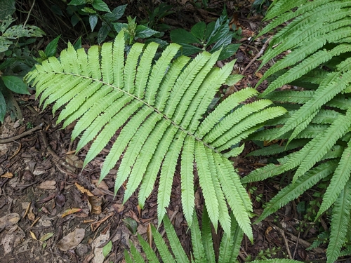 Cyclosorus kotoensis (fern) — photo