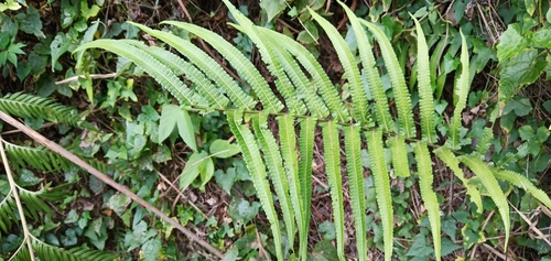Cyclosorus truncatus (Giant creek fern) — photo